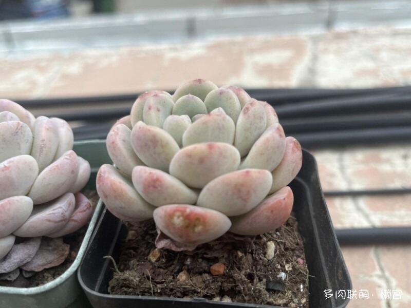 经历了寒冬多肉的成长变化