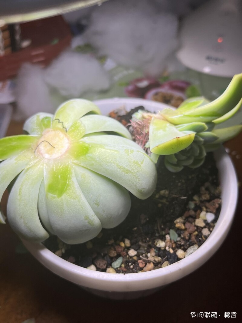 经历了寒冬多肉的成长变化