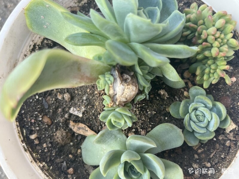 经历了寒冬多肉的成长变化