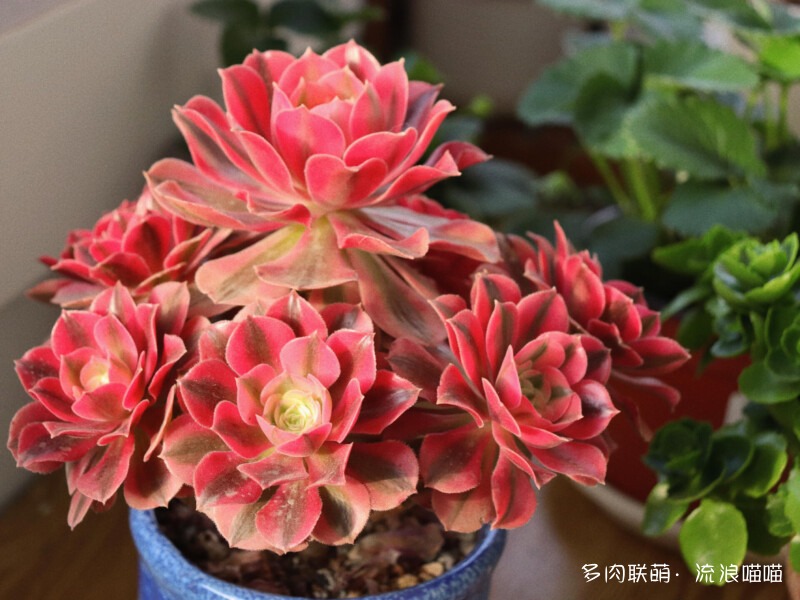 盘点家里多肉