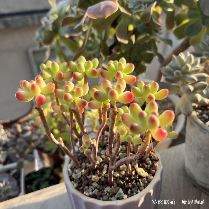 盘点家里多肉