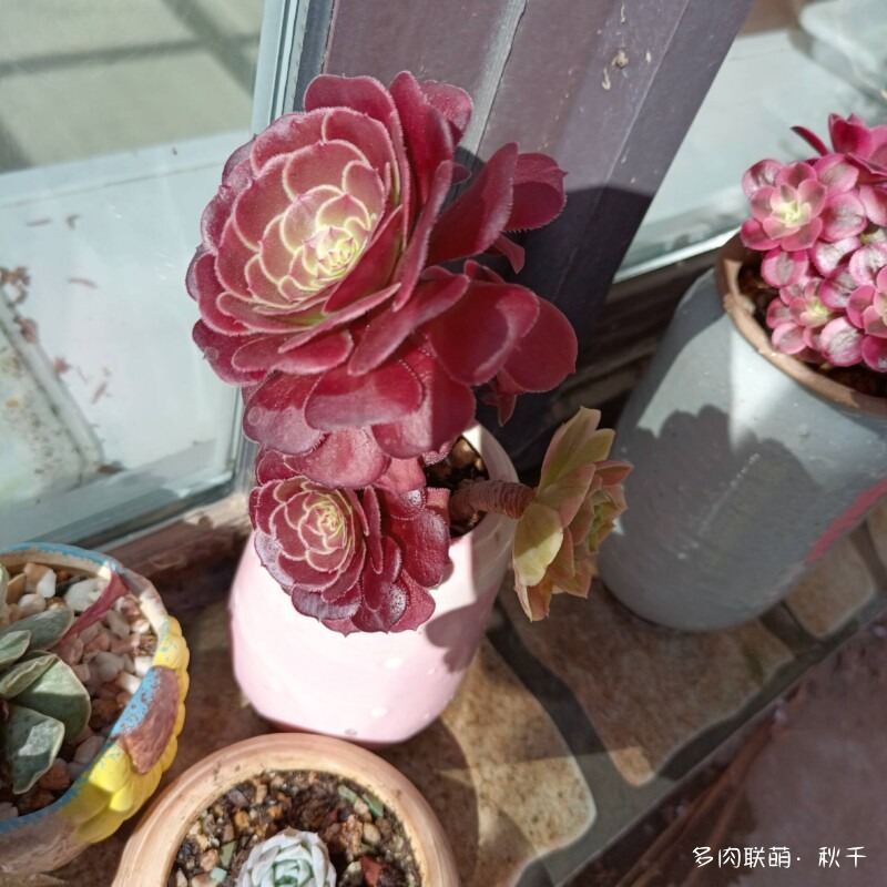 东北春天畏寒小雪后的多肉