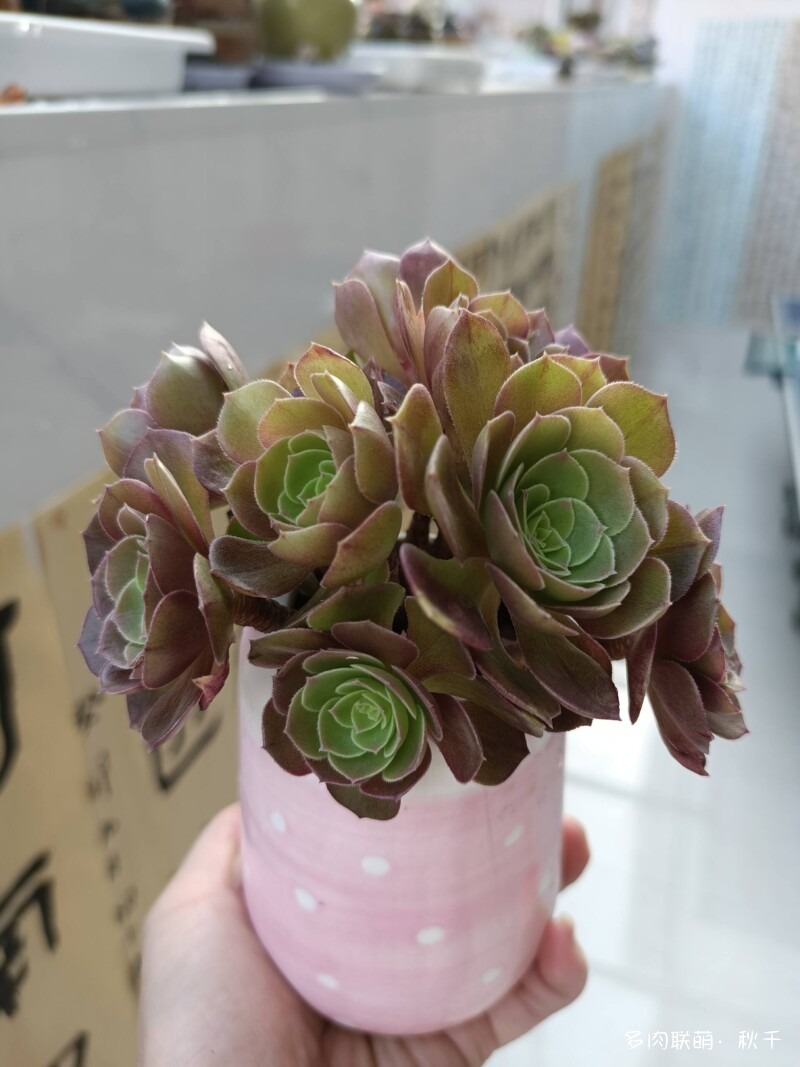 东北春天畏寒小雪后的多肉