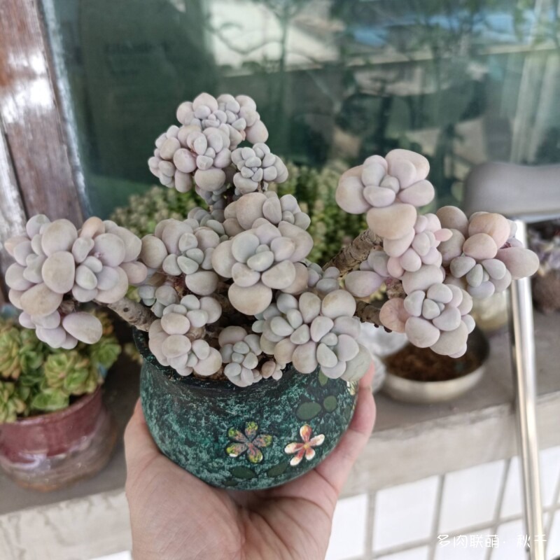 东北春天畏寒小雪后的多肉