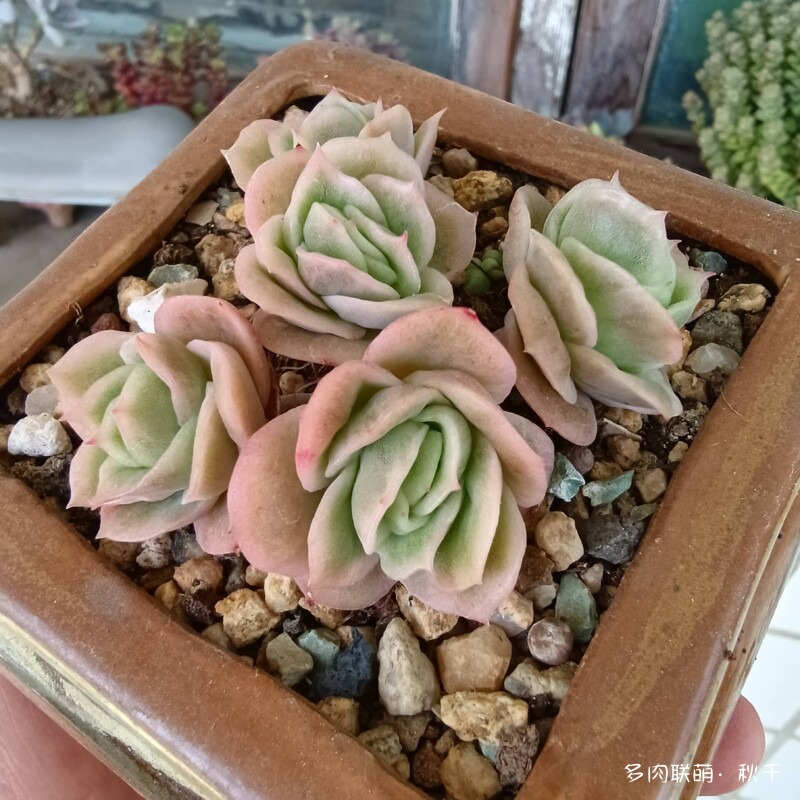 东北春天畏寒小雪后的多肉
