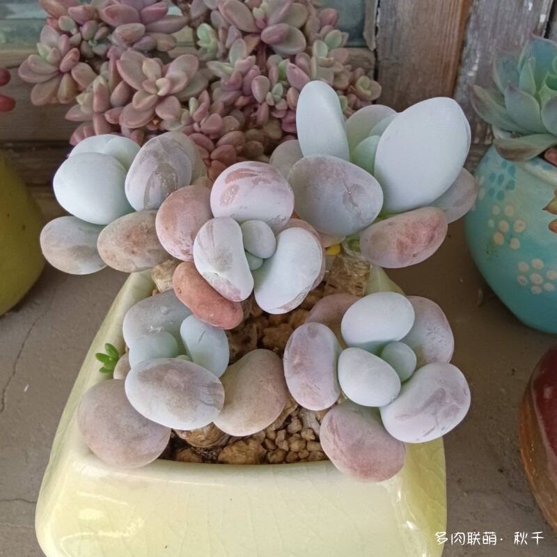 东北春天畏寒小雪后的多肉