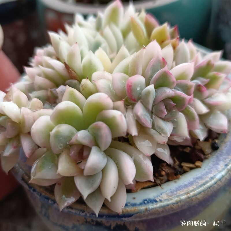东北春天畏寒小雪后的多肉