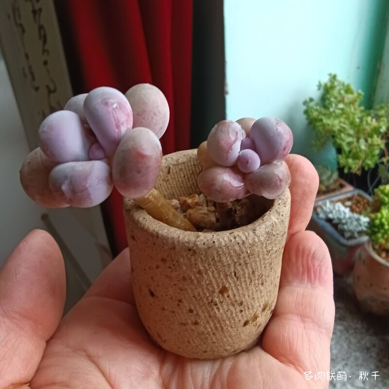 东北春天畏寒小雪后的多肉