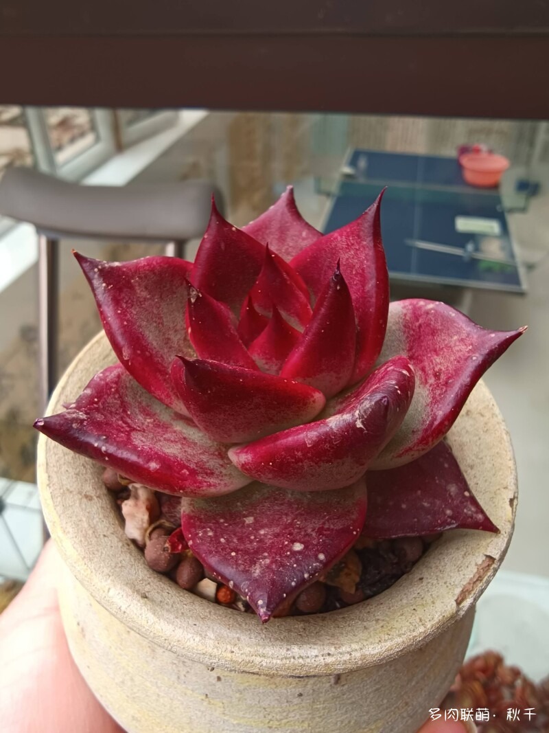 东北春天畏寒小雪后的多肉