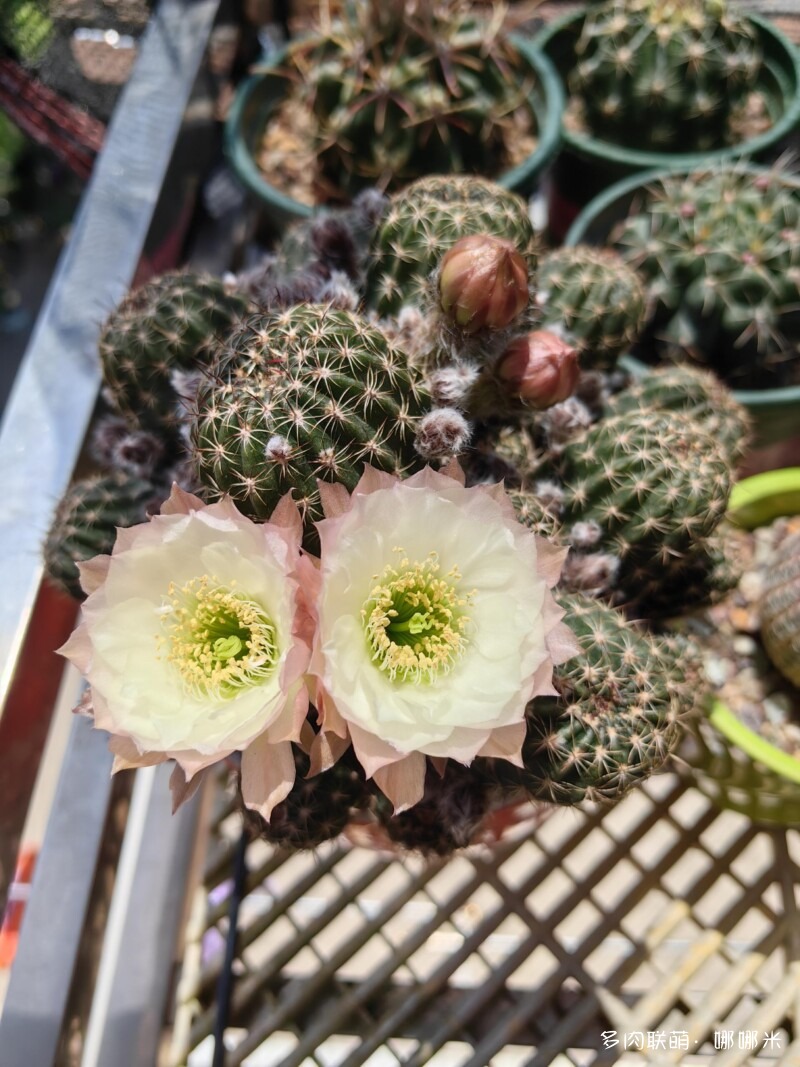 开花的仙人掌