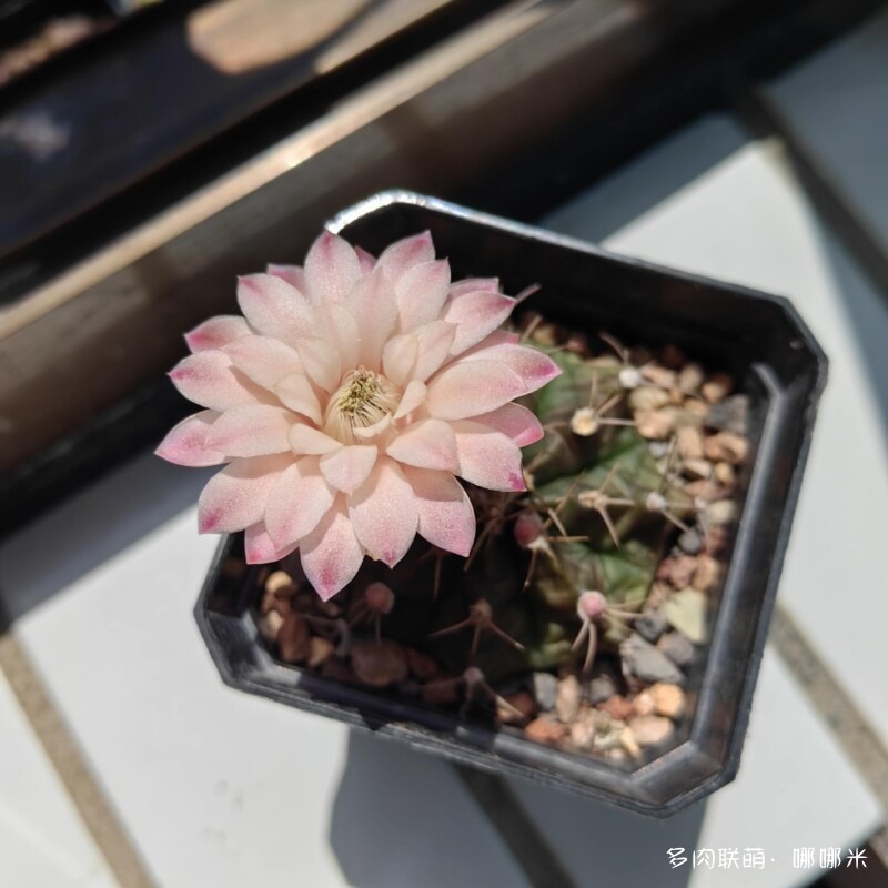 开花的仙人掌