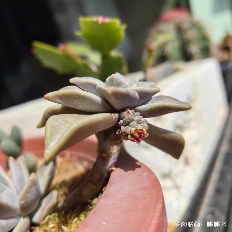 开花的仙人掌