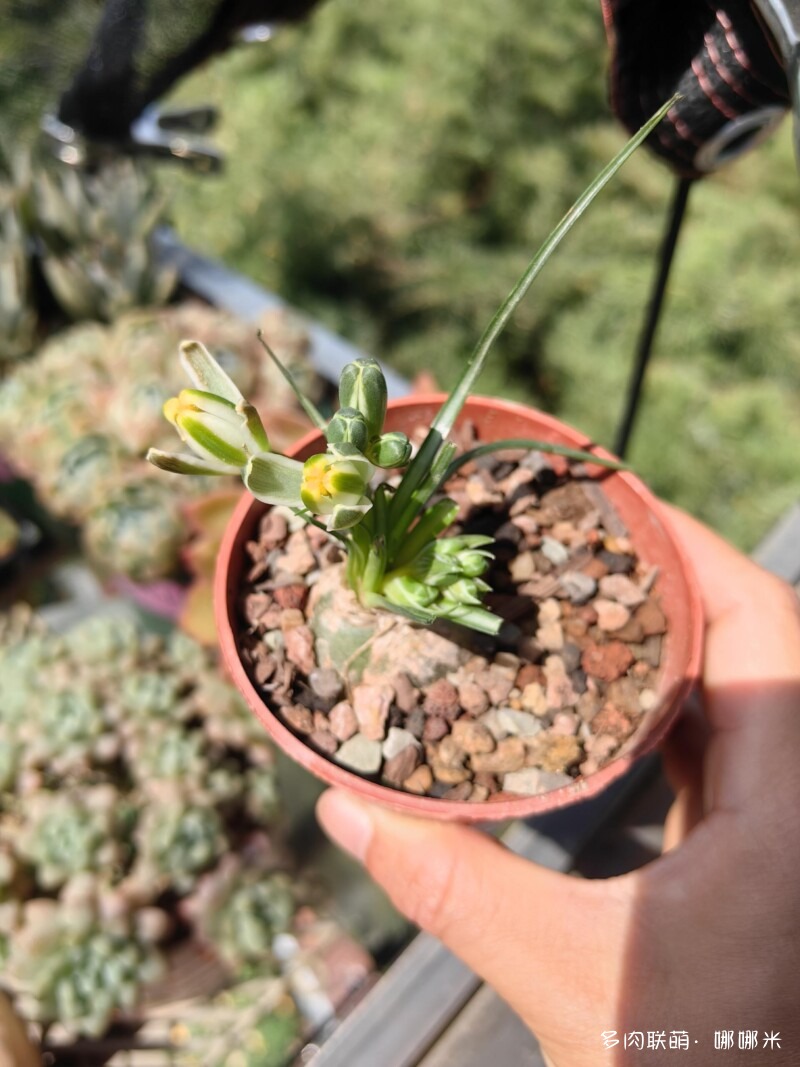 开花的仙人掌
