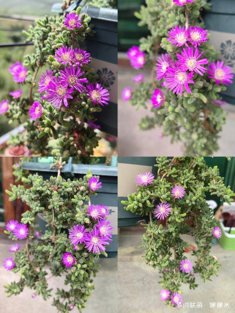 开花的仙人掌