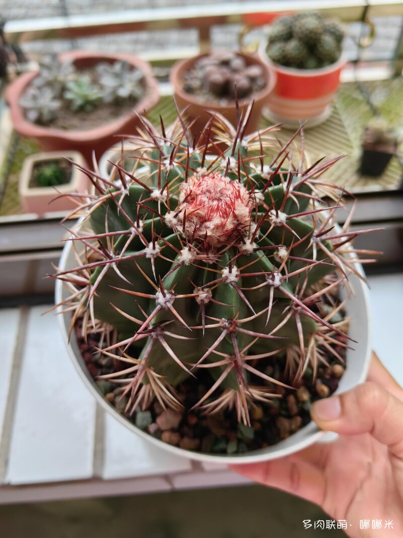 花座球属仙人掌