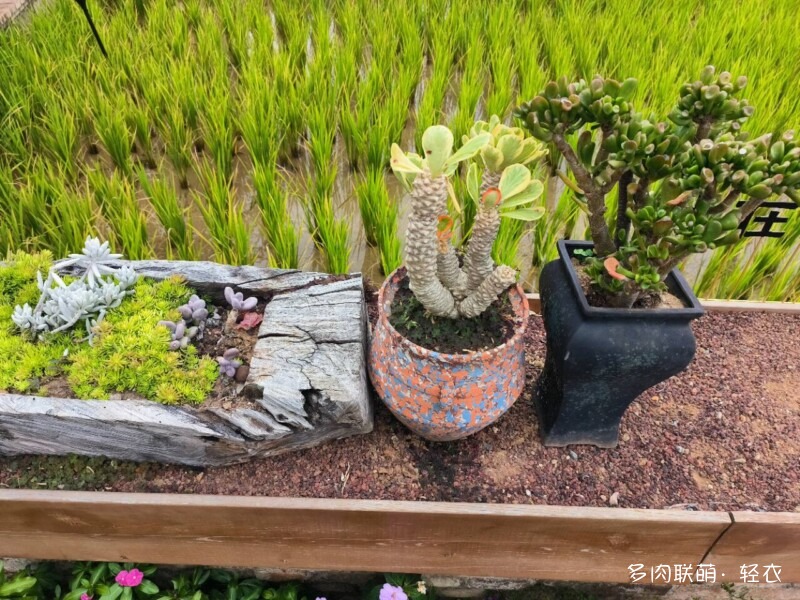 广西旅游见多肉