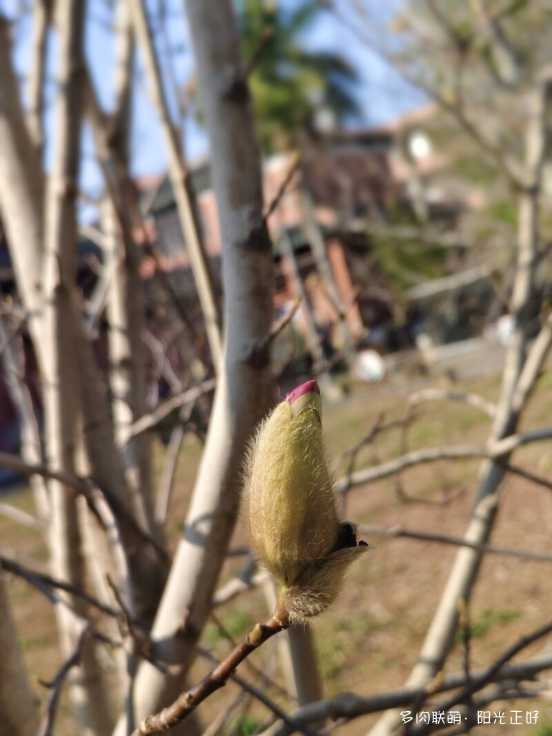 平凡生活，多肉添彩