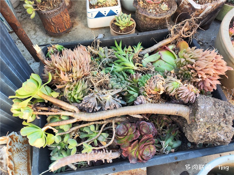 种下前的多肉