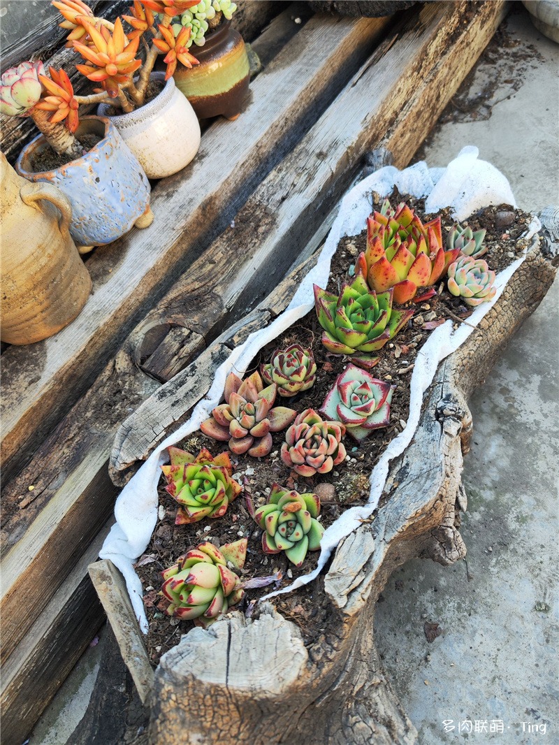 乌木杂与月影杂
