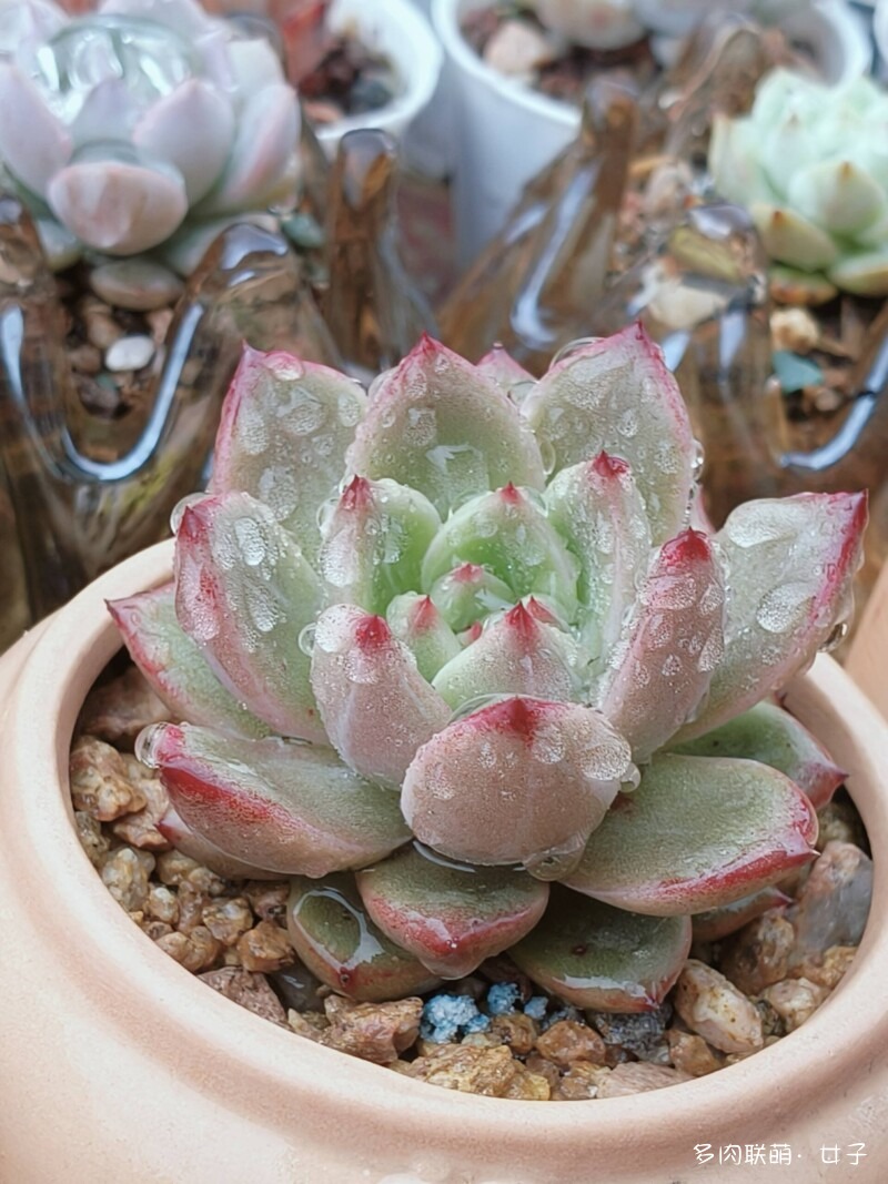 广东，雨后的多肉