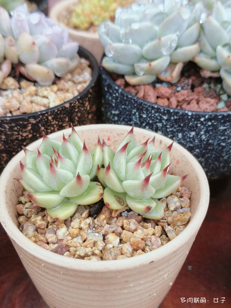 广东，雨后的多肉