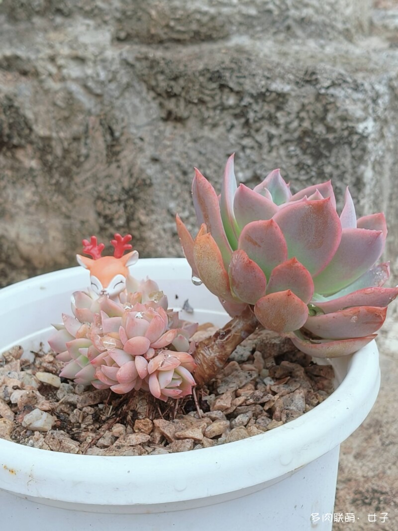 广东，雨后的多肉