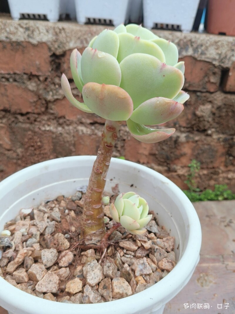 广东，雨后的多肉