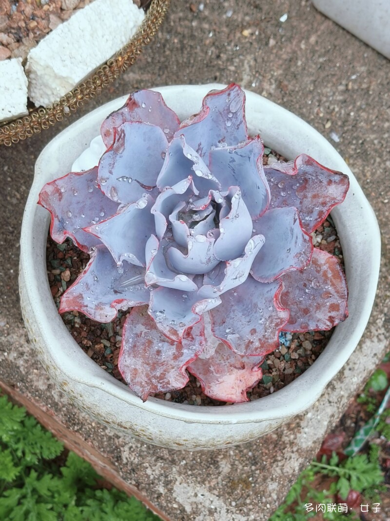广东，雨后的多肉
