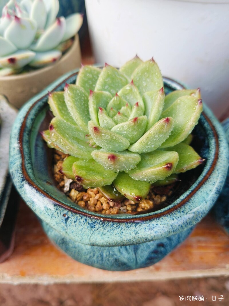 广东，雨后的多肉