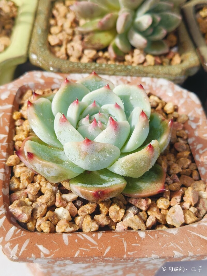 广东，雨后的多肉