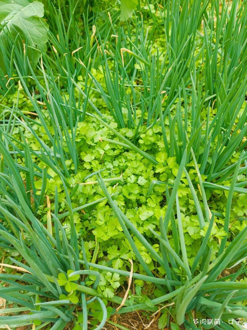 广东，雨后的多肉