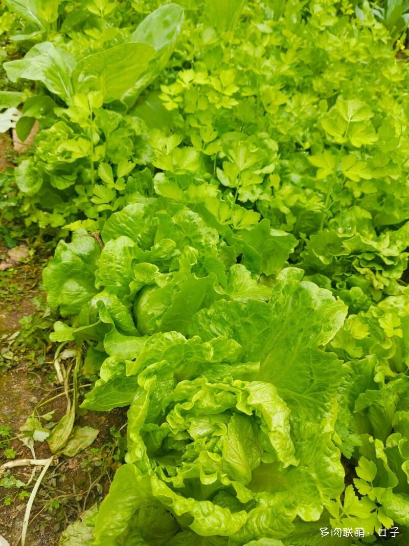 广东，雨后的多肉