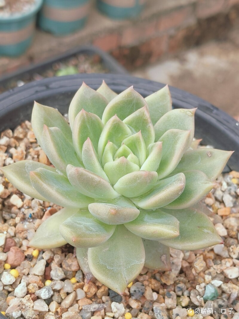 广东，雨后的多肉