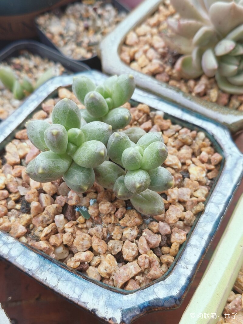 广东，雨后的多肉