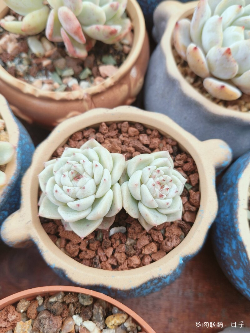 广东，雨后的多肉