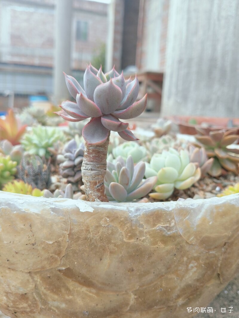 广东，雨后的多肉