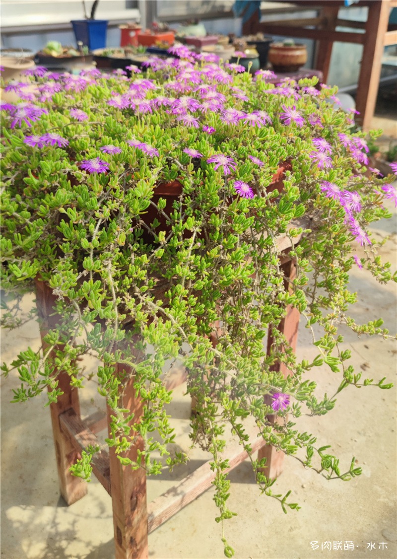 枝干番杏开花