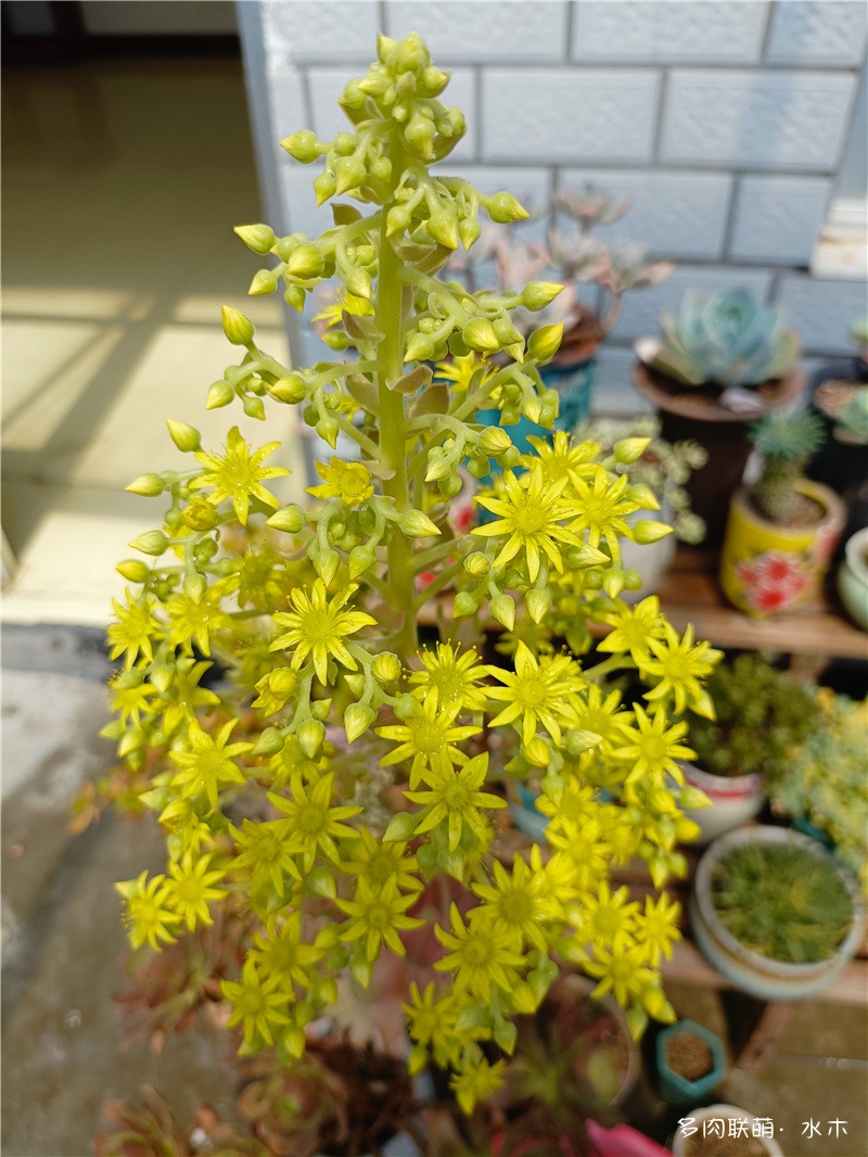 枝干番杏开花