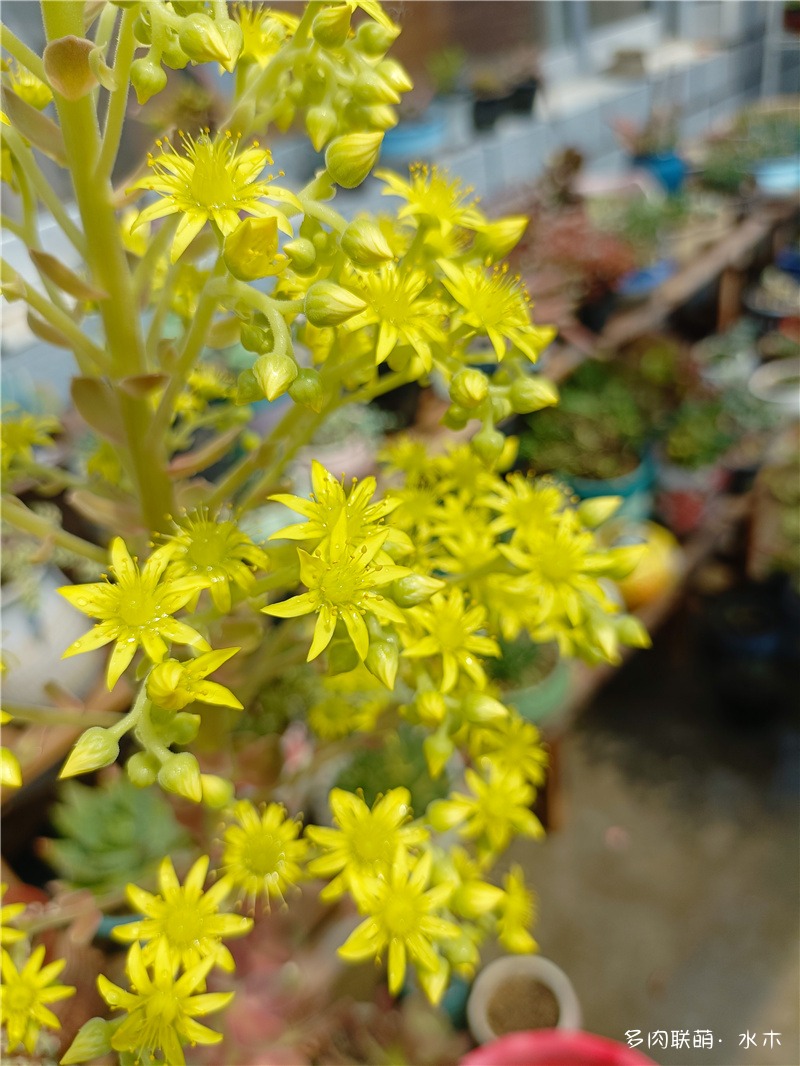 枝干番杏开花