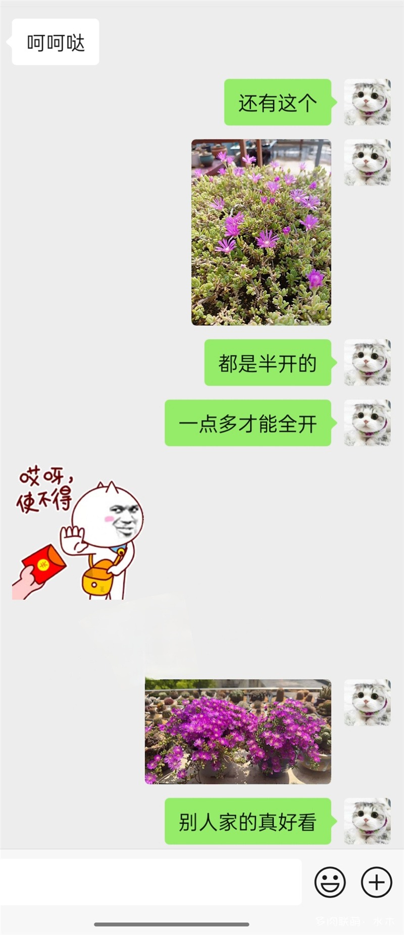 花钱请人看（拍）花