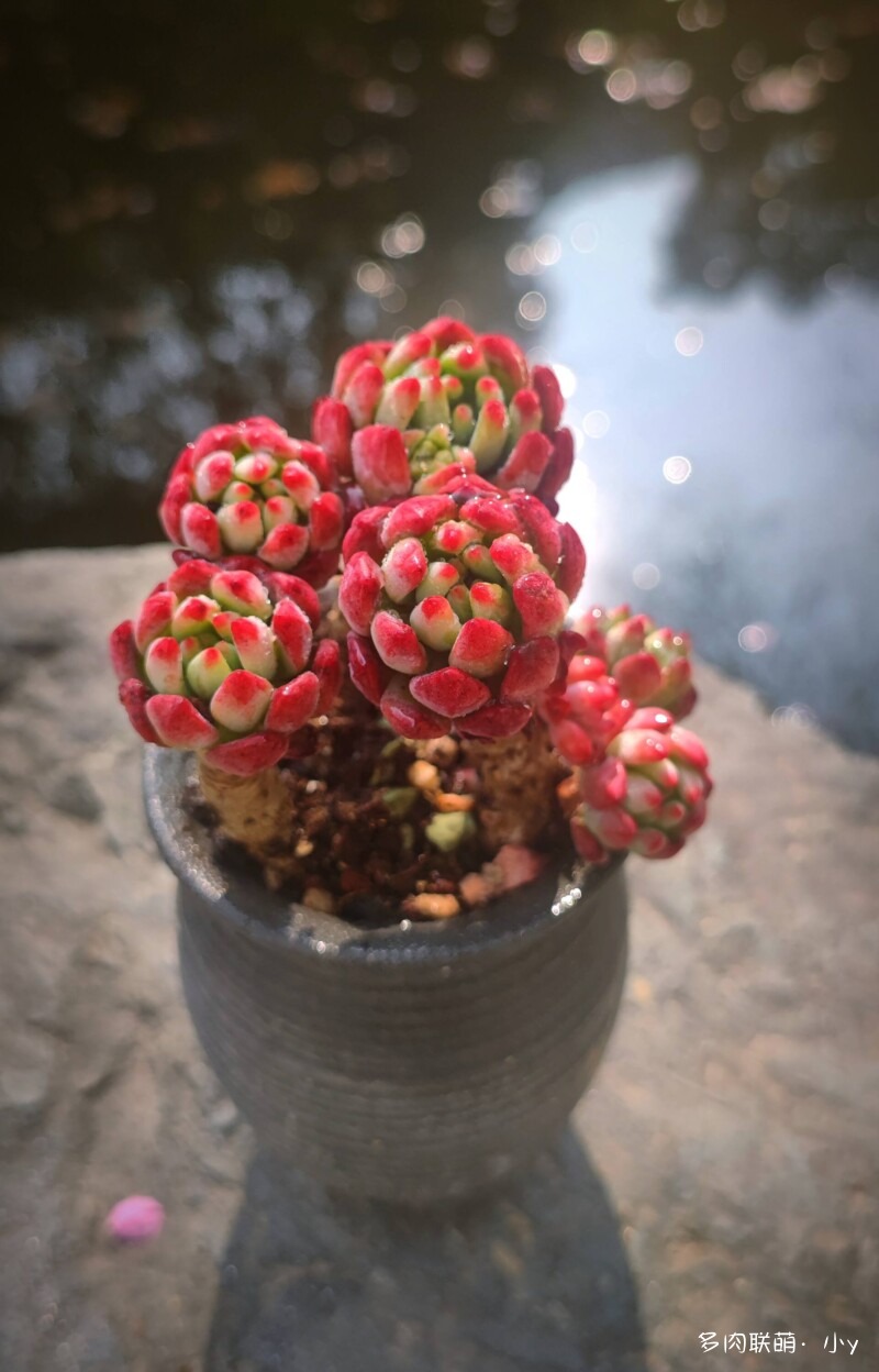 拼多多买多肉