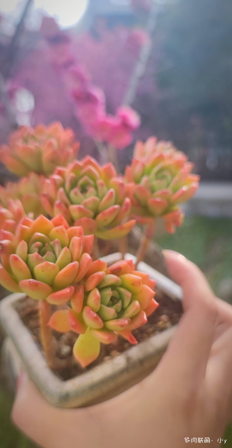 拼多多买多肉