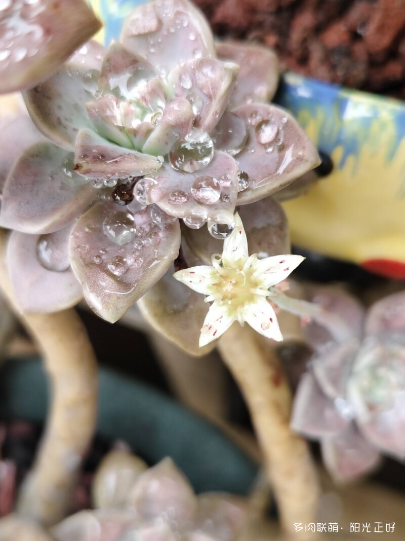 三角梅，雨中的多肉