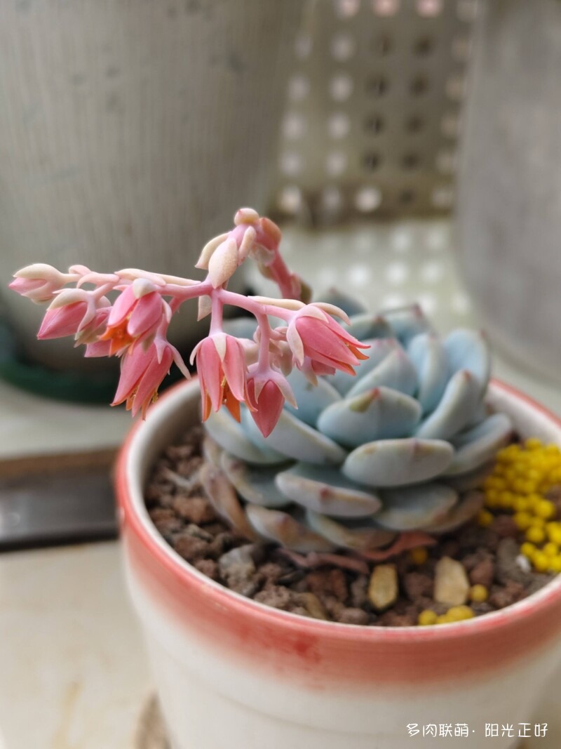 三角梅，雨中的多肉