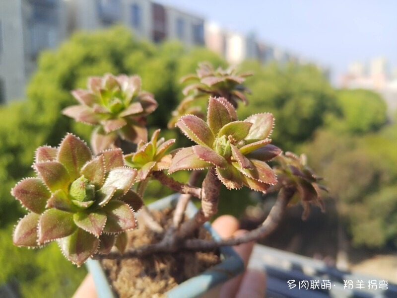 用水苔养多肉