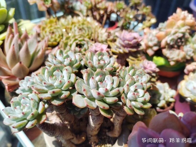 用水苔养多肉