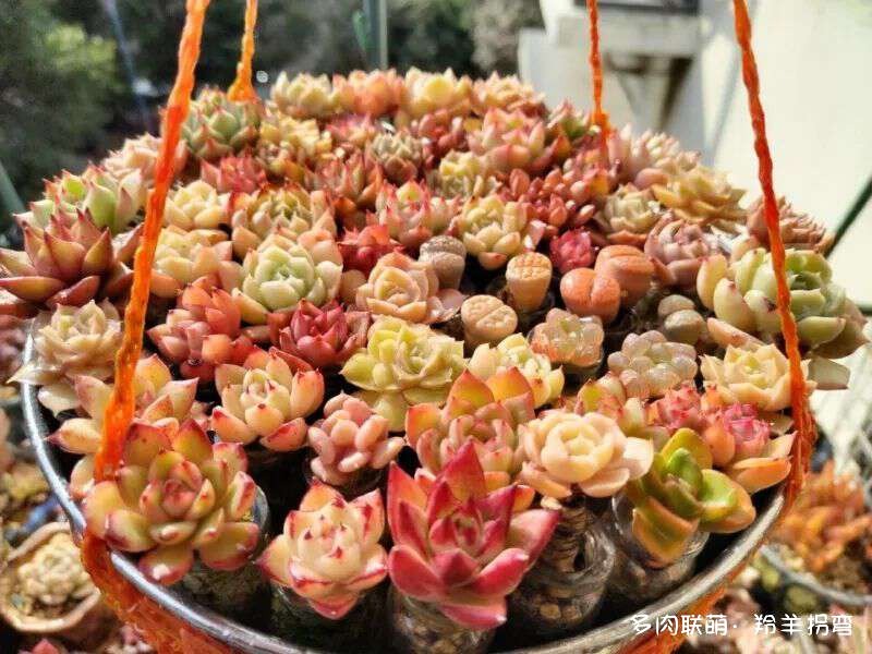 用水苔养多肉
