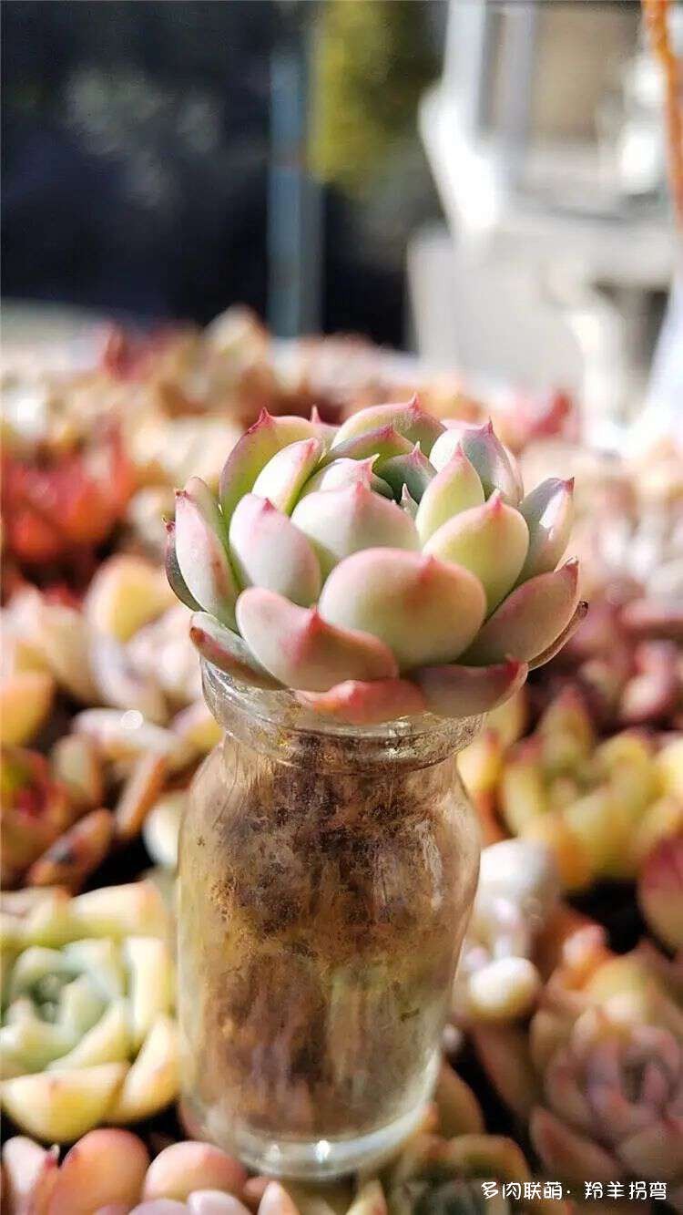 用水苔养多肉