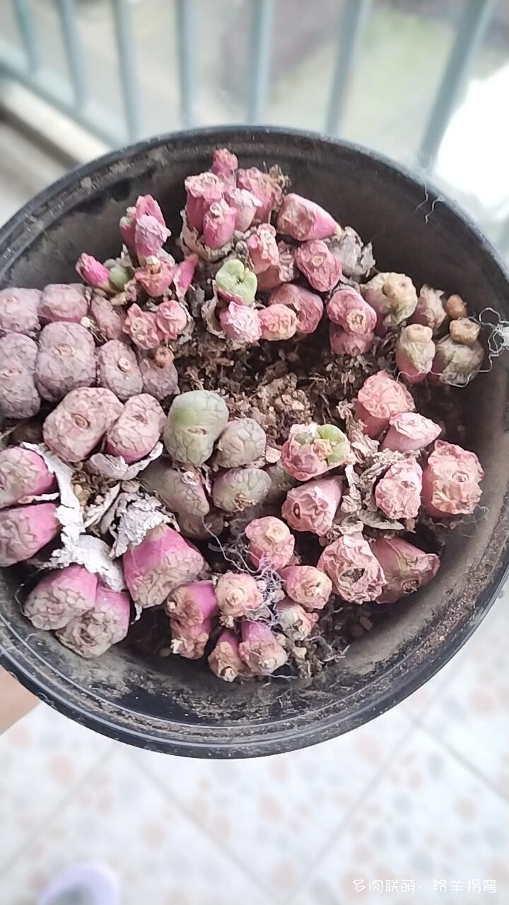 用水苔养多肉