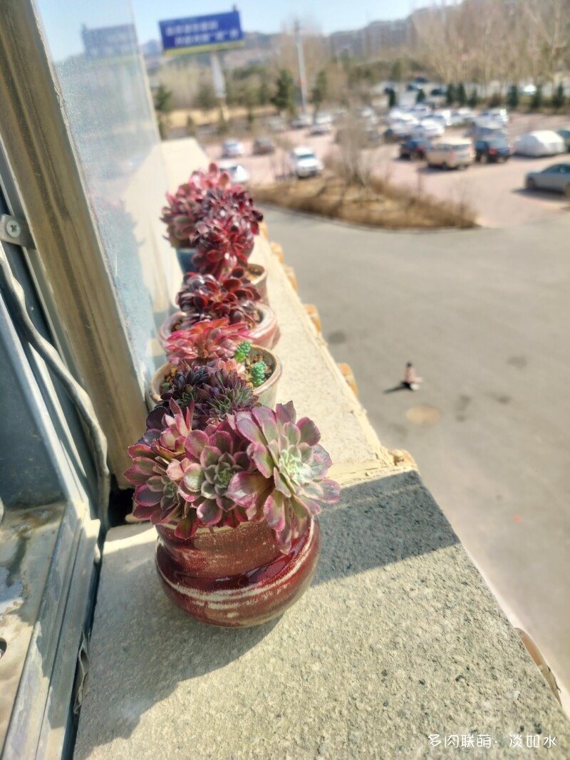 多肉寄托思念